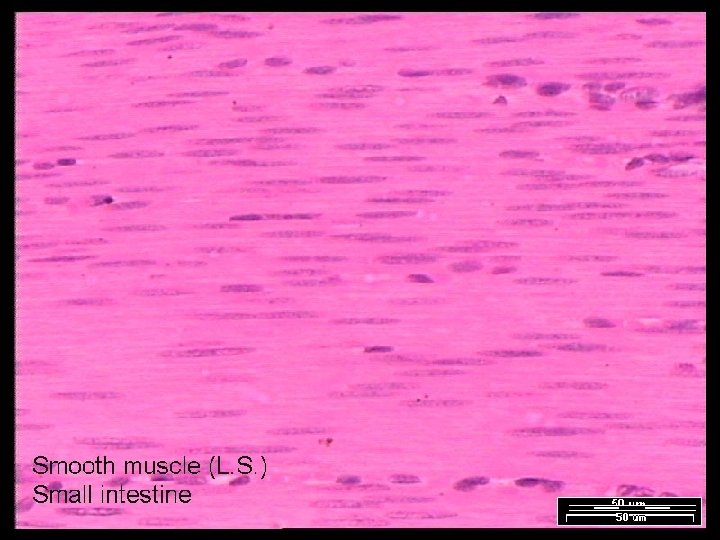 Name That Tissue! Copyright © 2003 Pearson Education, Inc. publishing as Benjamin Cummings Slide