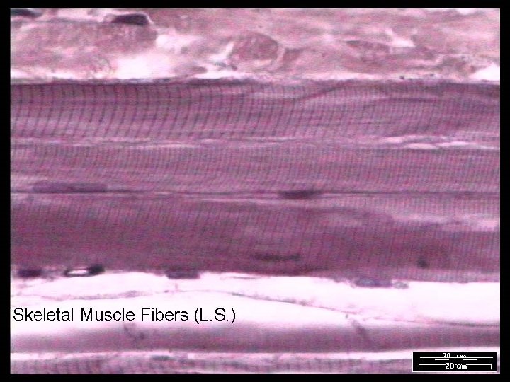 Name That Tissue! Copyright © 2003 Pearson Education, Inc. publishing as Benjamin Cummings Slide