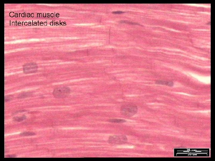 Name That Tissue! Copyright © 2003 Pearson Education, Inc. publishing as Benjamin Cummings Slide