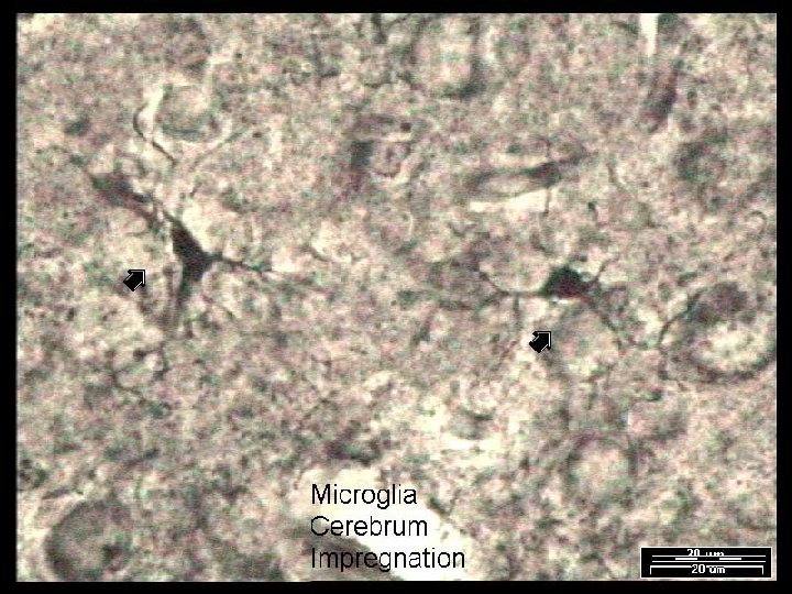 Name That Tissue! Copyright © 2003 Pearson Education, Inc. publishing as Benjamin Cummings Slide