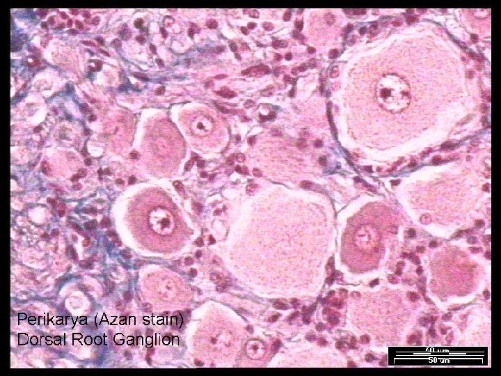 Name That Tissue! Copyright © 2003 Pearson Education, Inc. publishing as Benjamin Cummings Slide