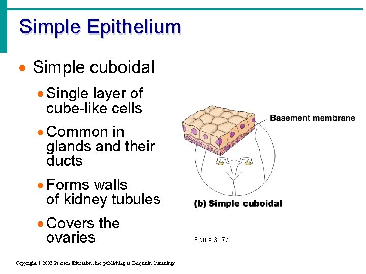Simple Epithelium · Simple cuboidal · Single layer of cube-like cells · Common in