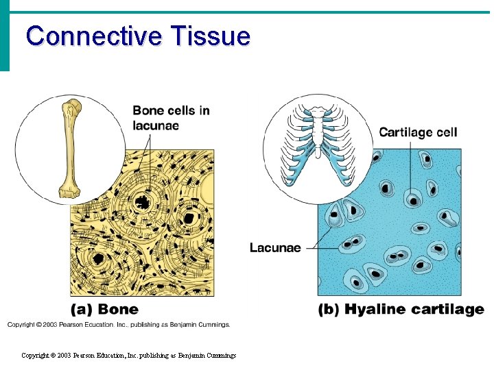 Connective Tissue Copyright © 2003 Pearson Education, Inc. publishing as Benjamin Cummings 