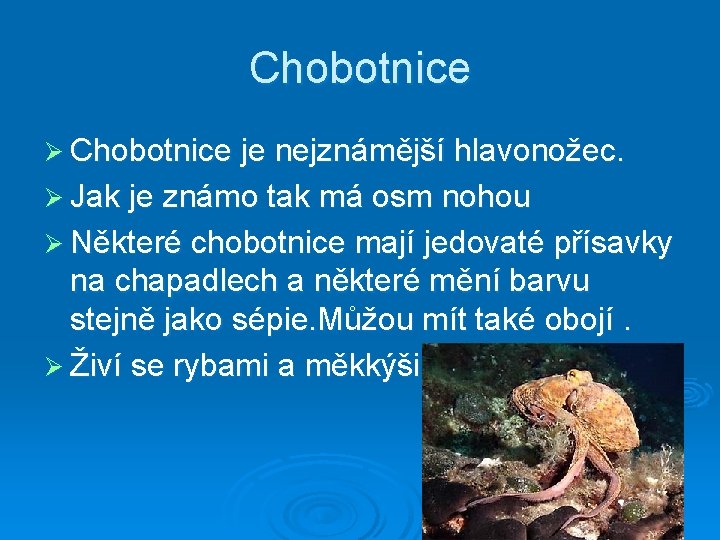 Chobotnice Ø Chobotnice je nejznámější hlavonožec. Ø Jak je známo tak má osm nohou