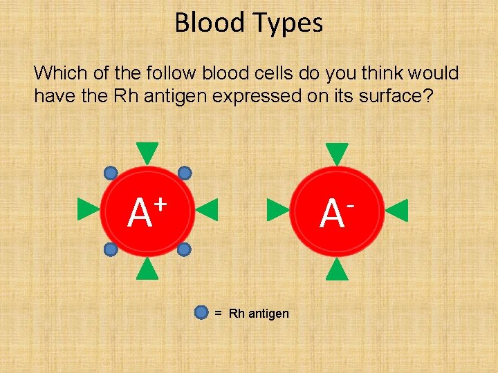 Blood Types Which of the follow blood cells do you think would have the