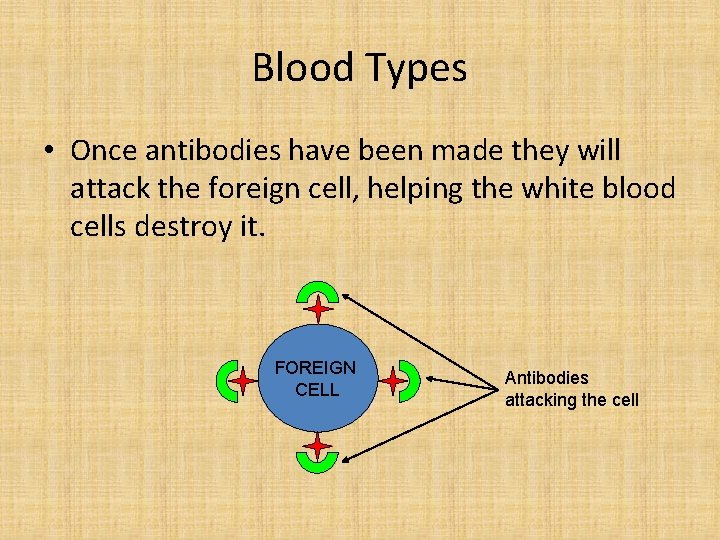 Blood Types • Once antibodies have been made they will attack the foreign cell,