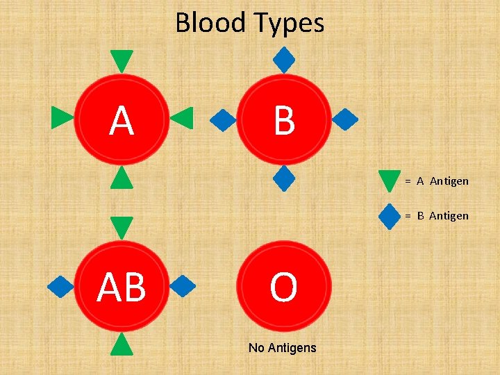 Blood Types A B = A Antigen = B Antigen AB O No Antigens
