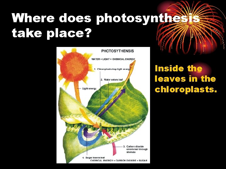 Where does photosynthesis take place? Inside the leaves in the chloroplasts. 