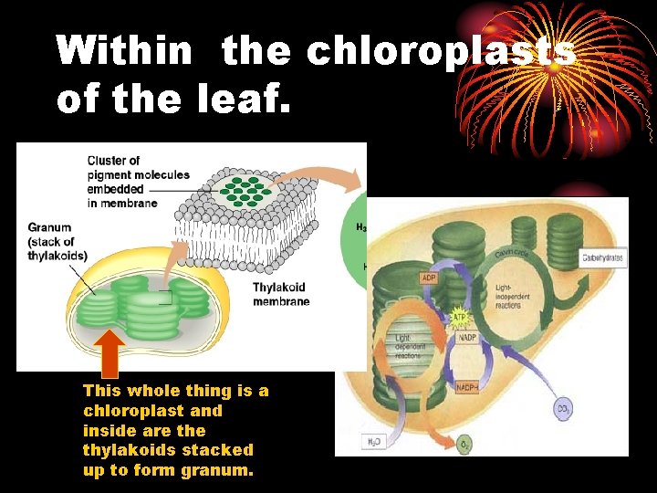 Within the chloroplasts of the leaf. This whole thing is a chloroplast and inside