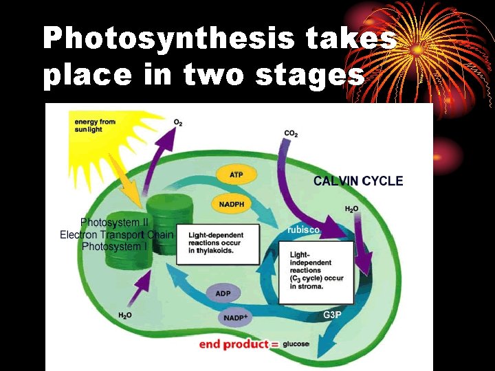 Photosynthesis takes place in two stages 