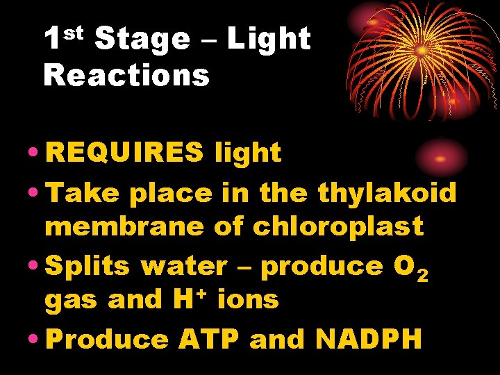 1 st Stage – Light Reactions • REQUIRES light • Take place in the