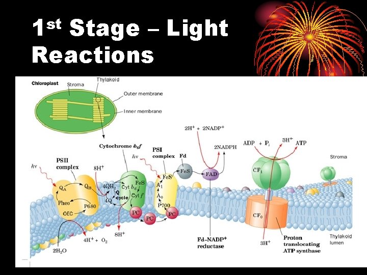 1 st Stage – Light Reactions 