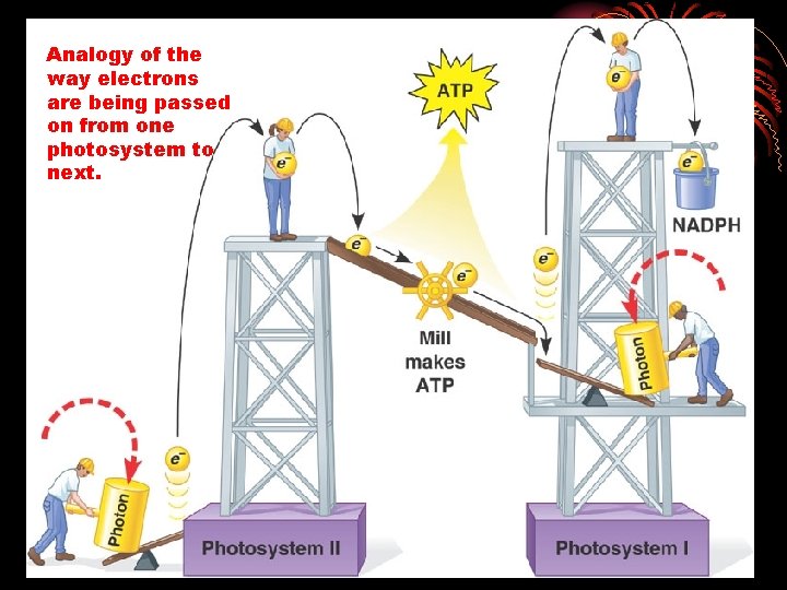 Analogy of the way electrons are being passed on from one photosystem to next.
