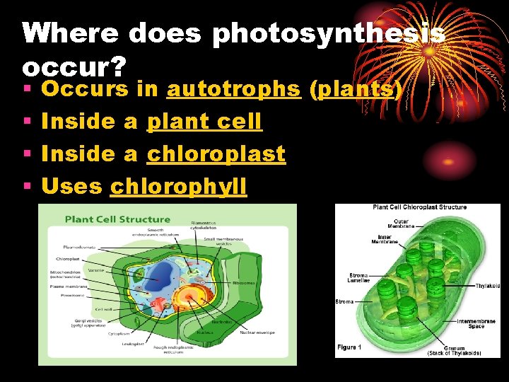 Photosynthesis Chapter 8 Bell Ringer 1 What process