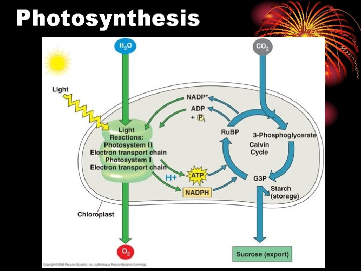 Photosynthesis 