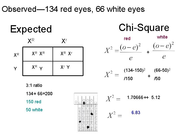 Observed— 134 red eyes, 66 white eyes Chi-Square XR Xr XR XR Xr Y