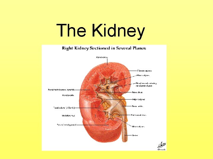 The Kidney 