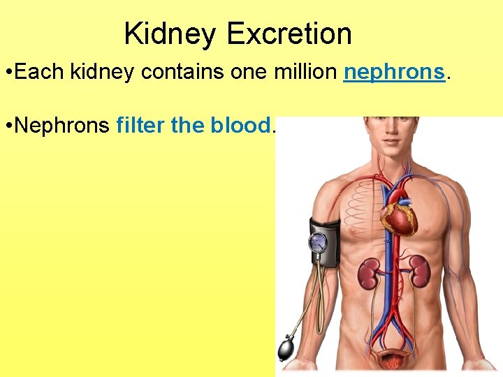 Kidney Excretion • Each kidney contains one million nephrons. • Nephrons filter the blood.