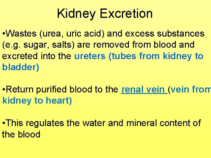 Kidney Excretion • Wastes (urea, uric acid) and excess substances (e. g. sugar, salts)