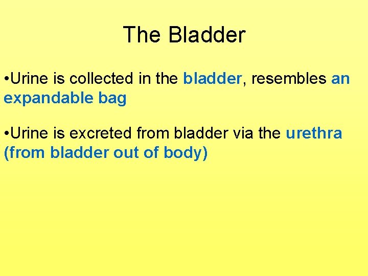 The Bladder • Urine is collected in the bladder, resembles an expandable bag •