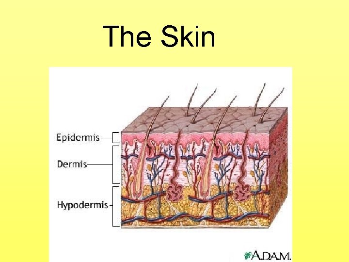 The Skin 