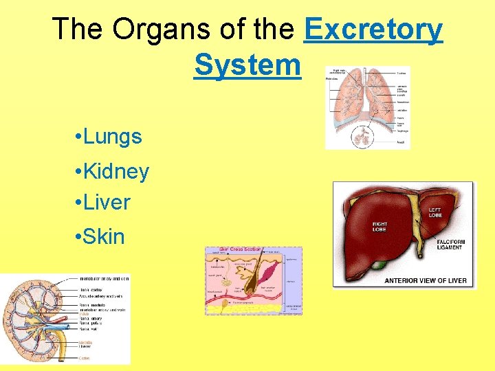 The Organs of the Excretory System • Lungs • Kidney • Liver • Skin