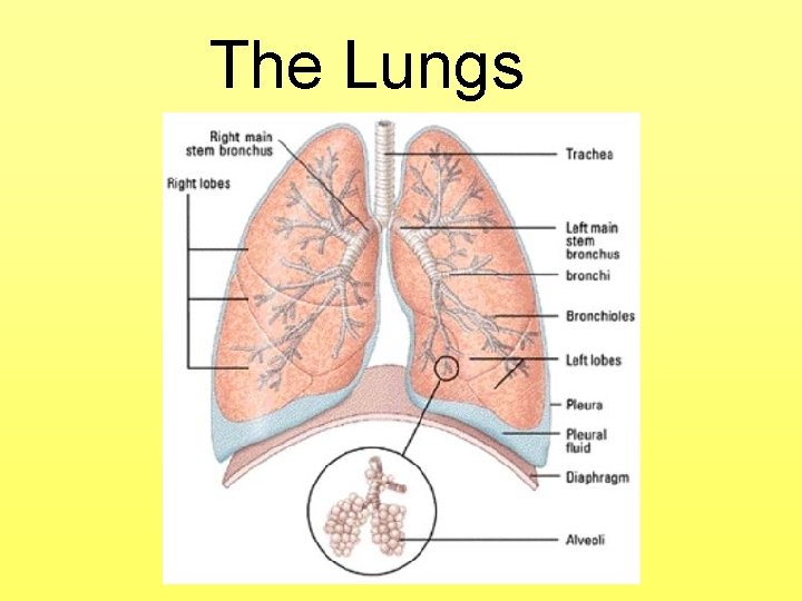 The Lungs 