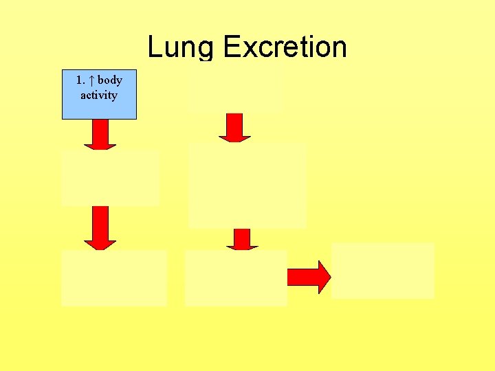 Lung Excretion 1. ↑ body activity 2. ↑ cellular metabolism 3. ↑ production CO