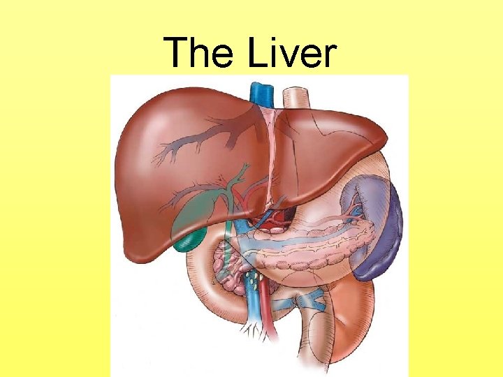 The Liver 