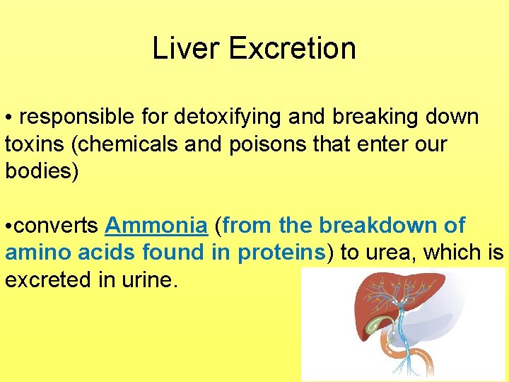 Liver Excretion • responsible for detoxifying and breaking down toxins (chemicals and poisons that