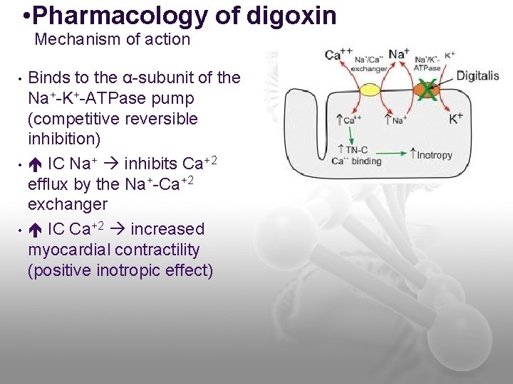  • Pharmacology of digoxin Mechanism of action • • • Binds to the