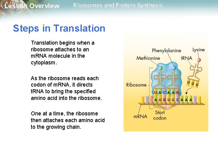 Lesson Overview Ribosomes and Protein Synthesis Steps in Translation begins when a ribosome attaches