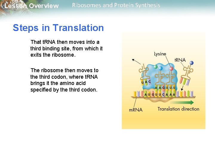 Lesson Overview Ribosomes and Protein Synthesis Steps in Translation That t. RNA then moves