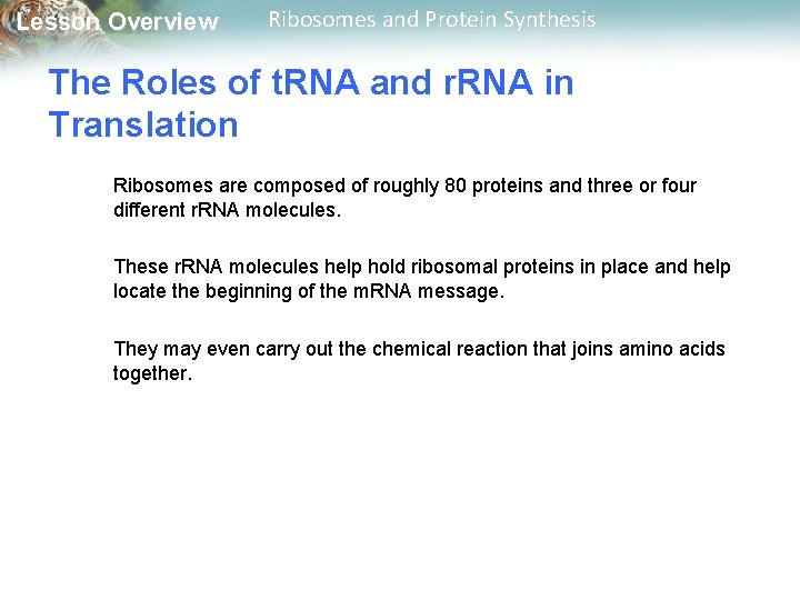 Lesson Overview Ribosomes and Protein Synthesis The Roles of t. RNA and r. RNA
