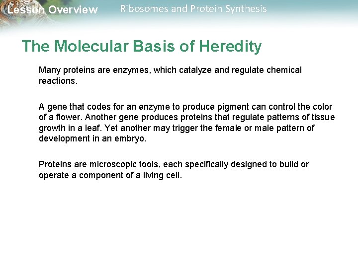 Lesson Overview Ribosomes and Protein Synthesis The Molecular Basis of Heredity Many proteins are