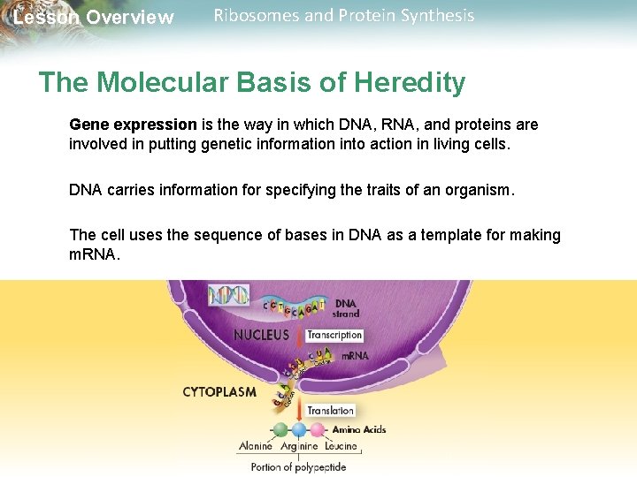 Lesson Overview Ribosomes and Protein Synthesis The Molecular Basis of Heredity Gene expression is