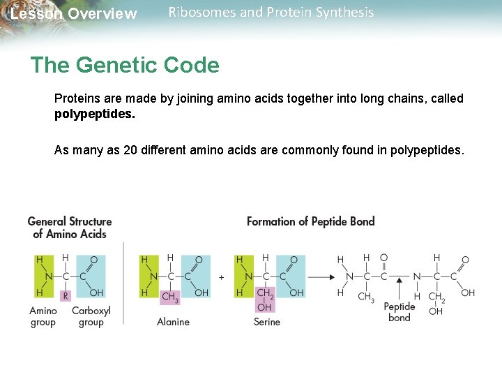 Lesson Overview Ribosomes and Protein Synthesis The Genetic Code Proteins are made by joining