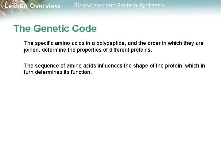 Lesson Overview Ribosomes and Protein Synthesis The Genetic Code The specific amino acids in
