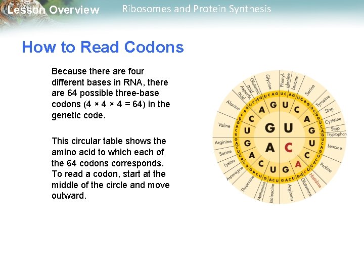 Lesson Overview Ribosomes and Protein Synthesis How to Read Codons Because there are four