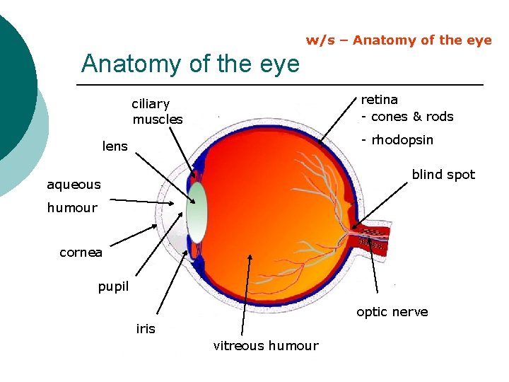 w/s – Anatomy of the eye retina - cones & rods ciliary muscles -