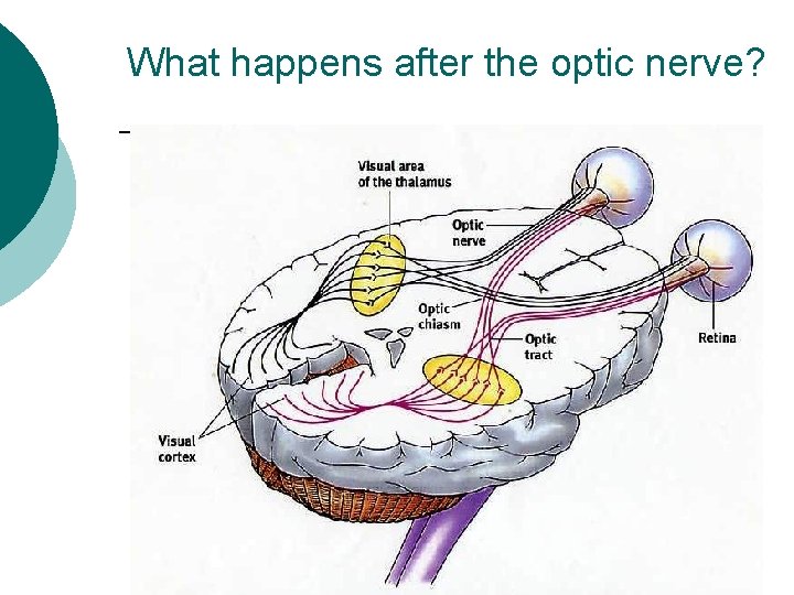 What happens after the optic nerve? 