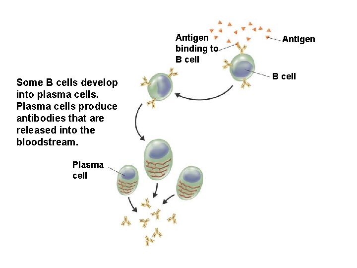 Antigen binding to B cell Some B cells develop into plasma cells. Plasma cells