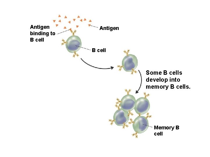 Specific Antigen Defenses Antigen binding to B cell Some B cells develop into memory