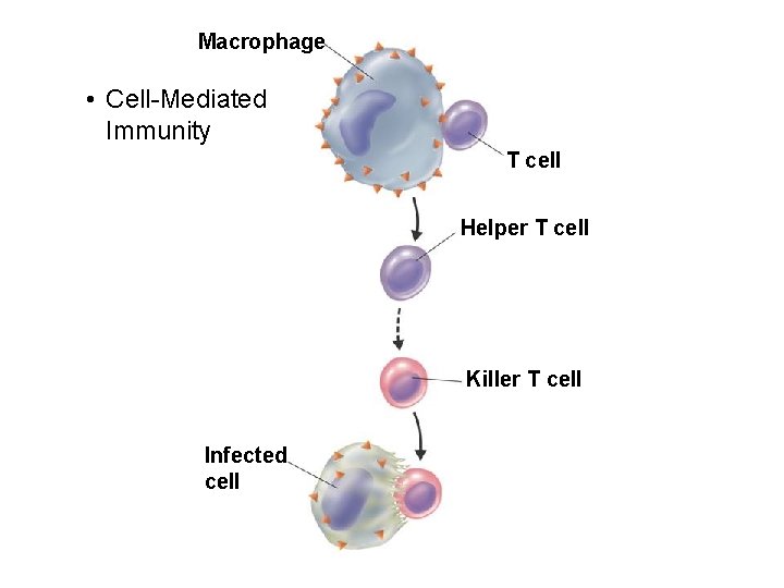 Macrophage • Cell-Mediated Immunity T cell Helper T cell Killer T cell Infected cell