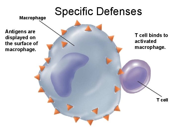 Macrophage Antigens are displayed on the surface of macrophage. Specific Defenses T cell binds