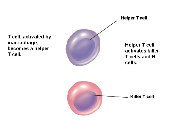 Helper T cell, activated by macrophage, becomes a helper T cell. Helper T cell