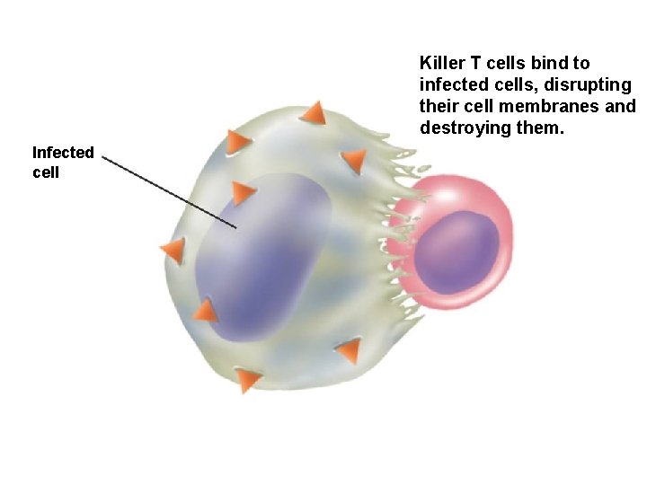 Killer T cells bind to infected cells, disrupting their cell membranes and destroying them.