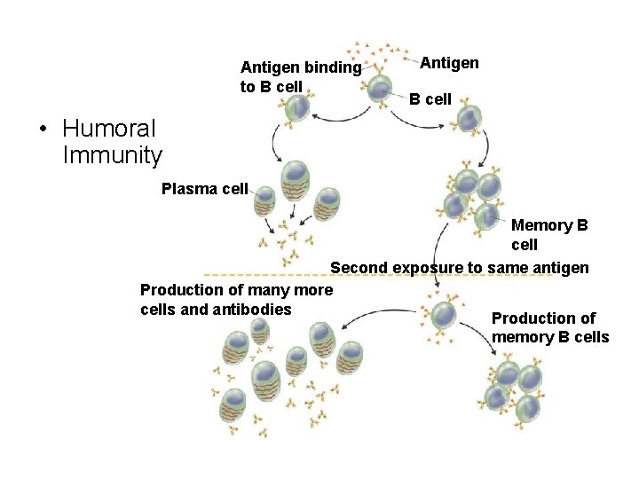 Antigen binding to B cell Antigen B cell • Humoral Immunity Plasma cell Memory