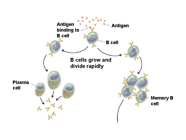 Antigen binding to B cell Antigen B cells grow and divide rapidly Plasma cell