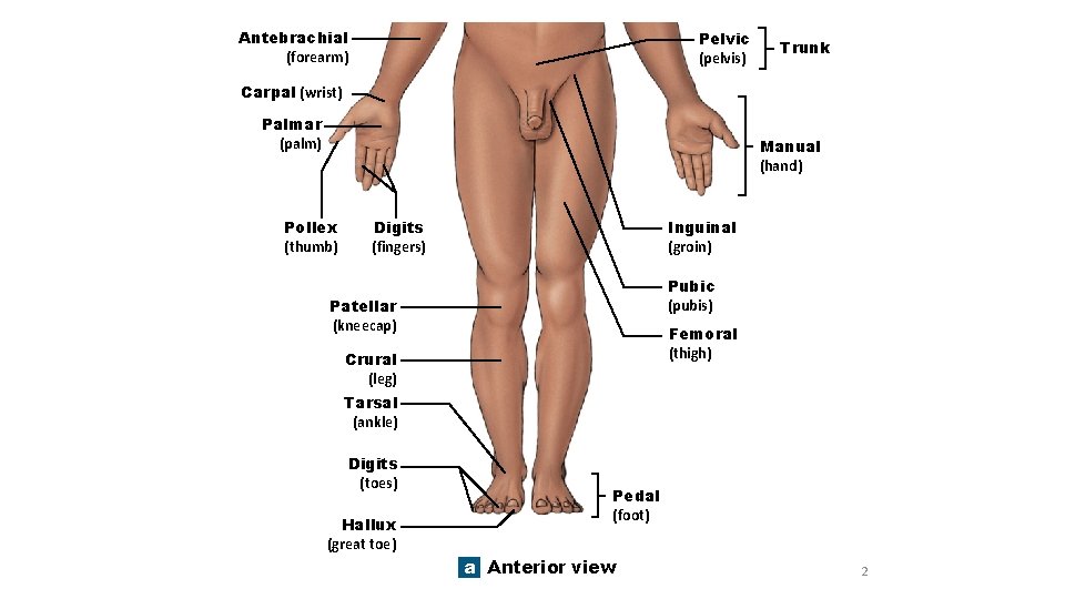 Antebrachial (forearm) Pelvic (pelvis) Trunk Carpal (wrist) Palmar (palm) Manual (hand) Pollex (thumb) Inguinal